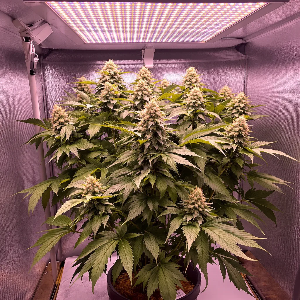 Planta de cannabis Mazar en fase de floración — 90-130 cm feminizada