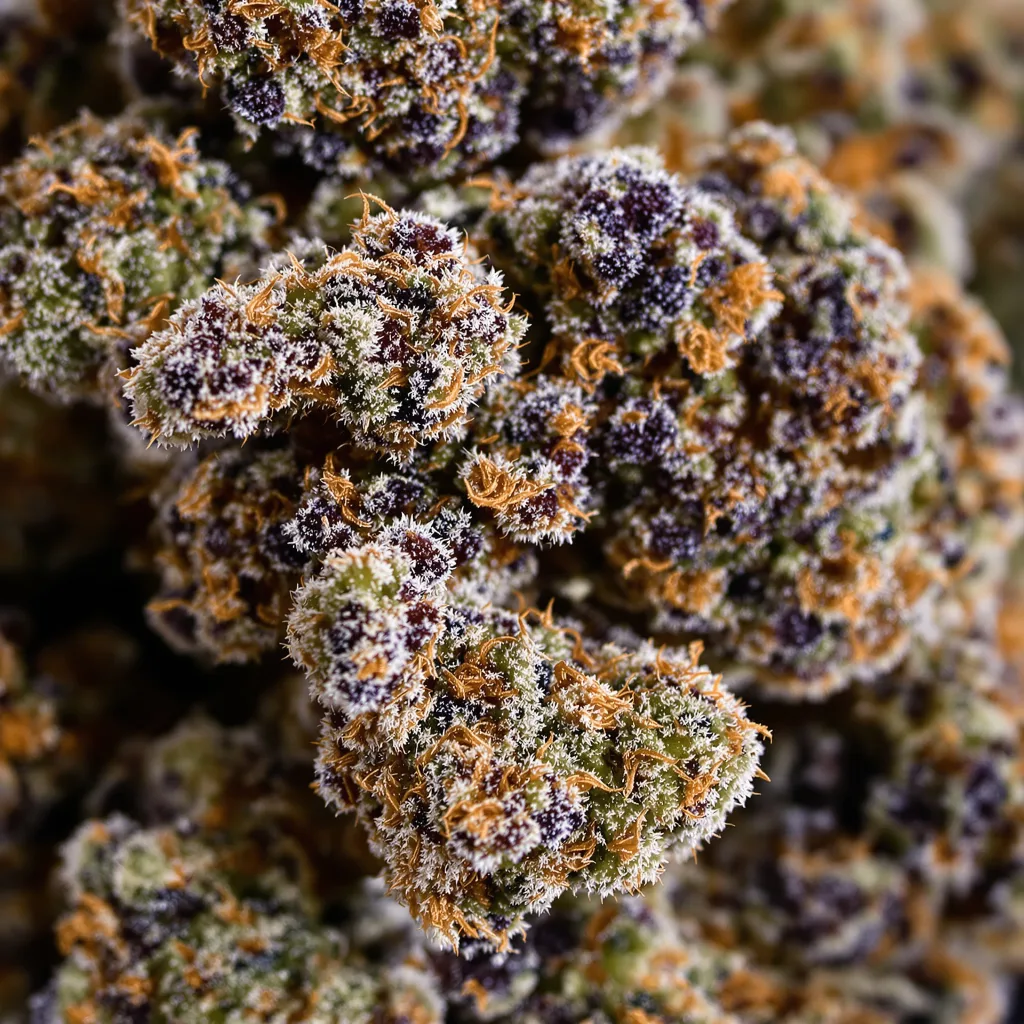 Primer plano de cogollo de cannabis Mazar mostrando cálices densos con tonos morados