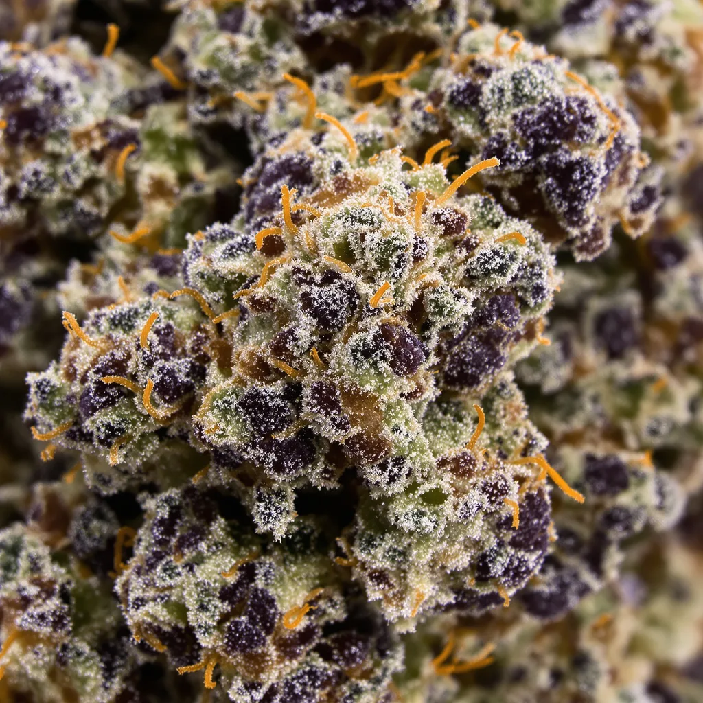 Primer plano de cogollo de cannabis Mazar I Sharif mostrando cálices densos con tonos morados