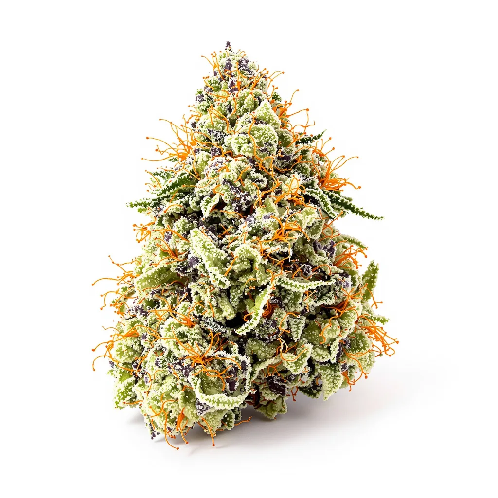 Mazar x Blueberry 39% indica / 61% sativa — flor con tricomas visibles