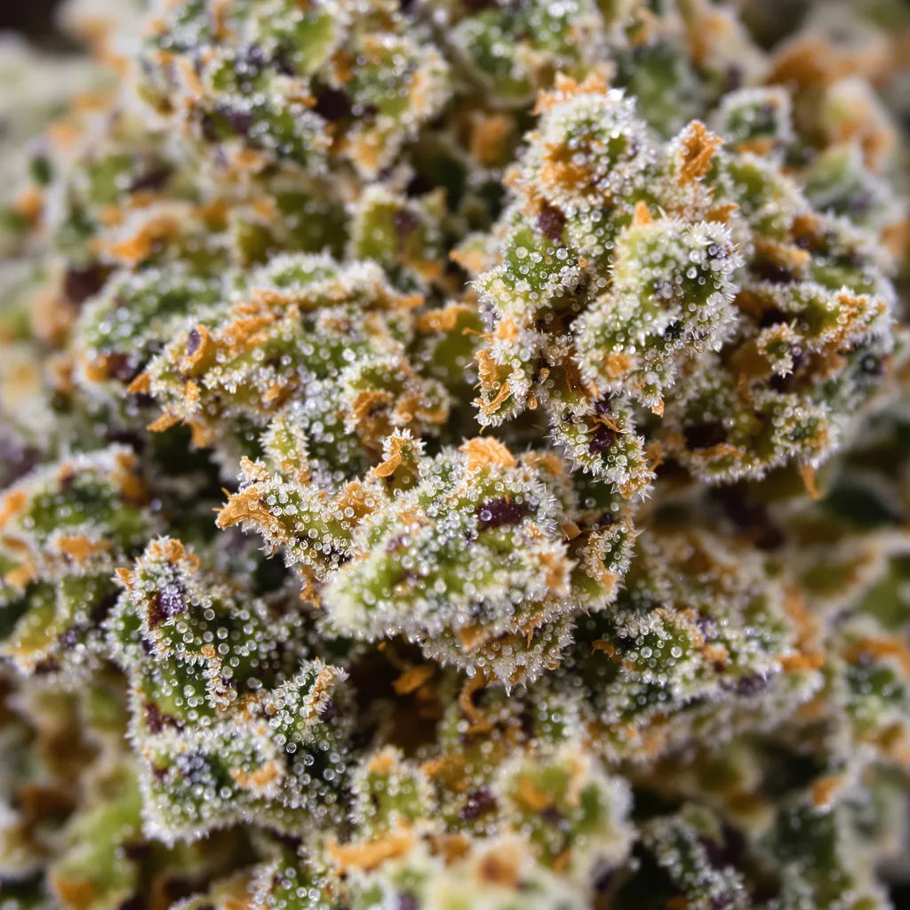 Primer plano de cogollo de cannabis Mazar x Blueberry mostrando estructura abierta con pistilos naranjas
