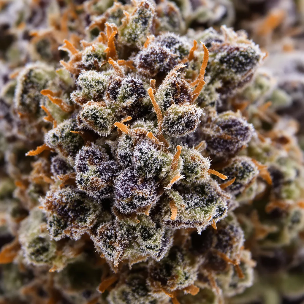 Primer plano de cogollo de cannabis Meat Breath mostrando cálices densos con tonos morados