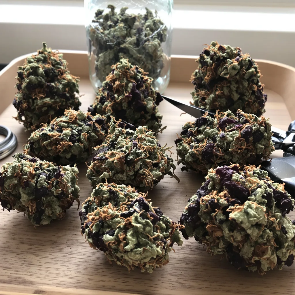 Middlefork 79% indica / 21% sativa — flor con tricomas visibles