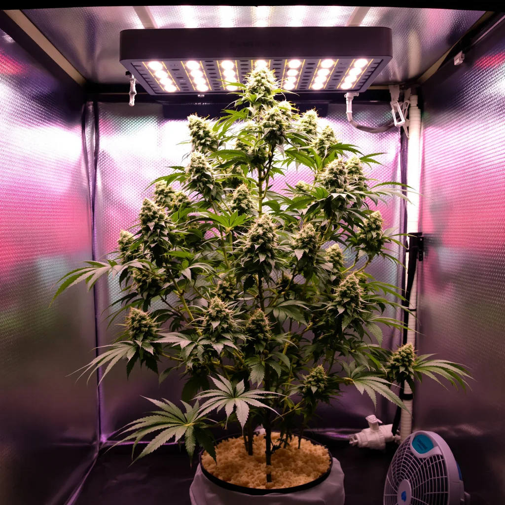 Planta de cannabis Millennium en fase de floración — 120-180 cm feminizada