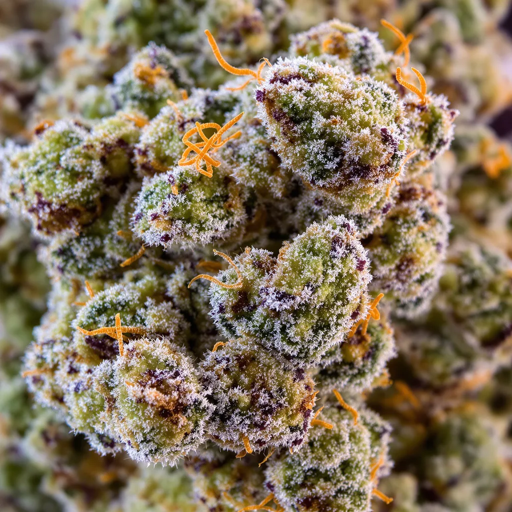 Primer plano de cogollo de cannabis Millennium mostrando estructura equilibrada con tricomas escarchados
