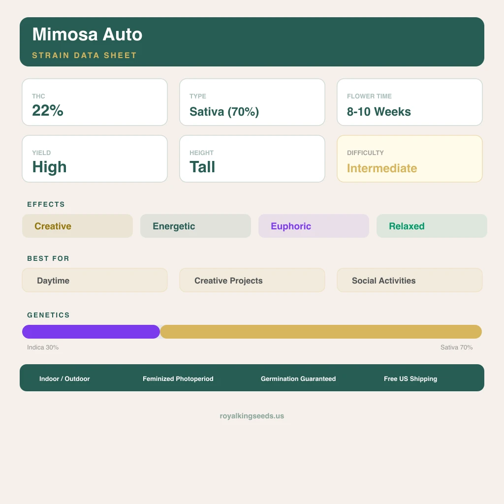 Mimosa 30% indica / 70% sativa — flor con tricomas visibles