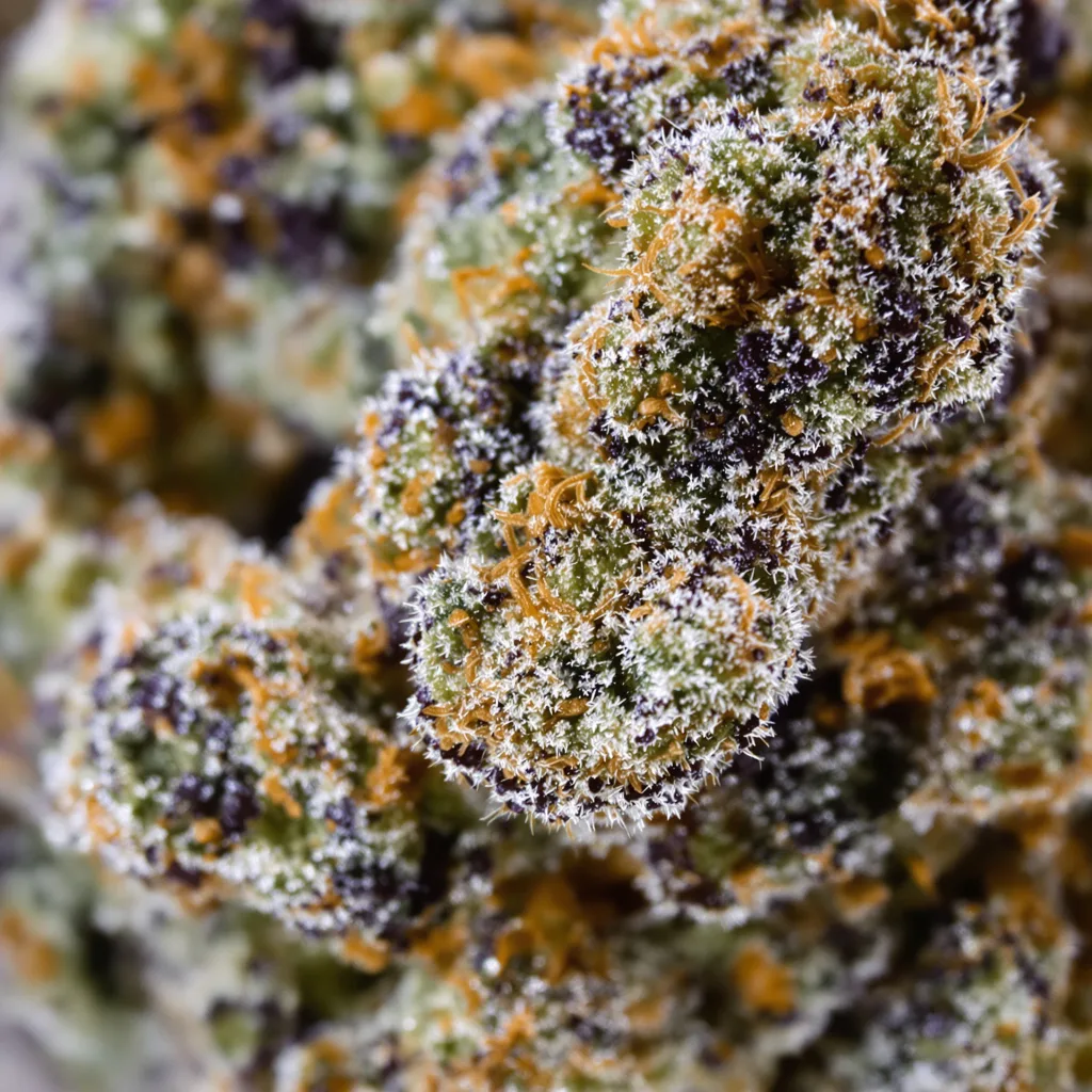 Primer plano de cogollo de cannabis Mimosa mostrando cálices densos con tonos morados