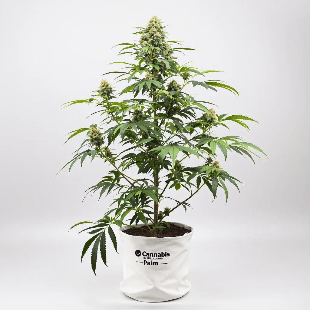 Embalaje de semillas de cannabis Mint — Royal King Seeds España