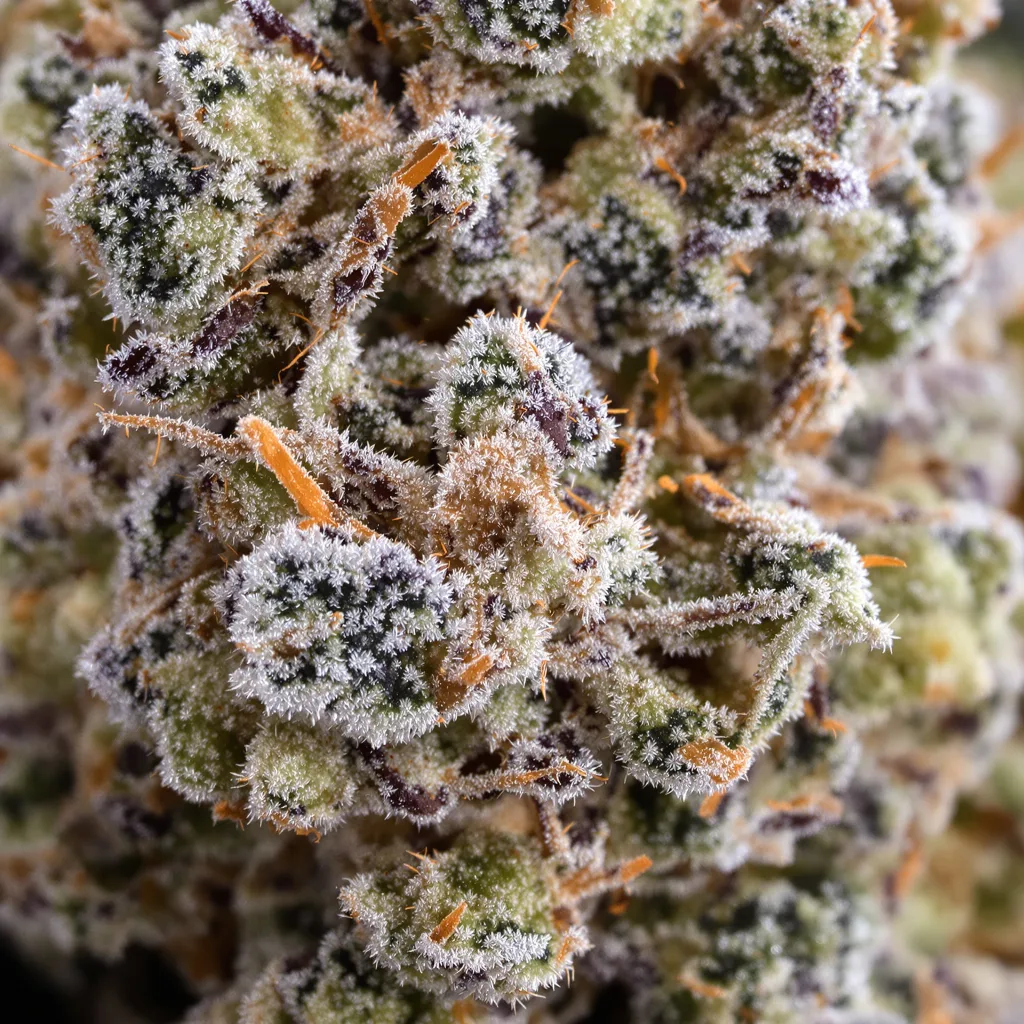 Primer plano de cogollo de cannabis Misty Kush mostrando estructura equilibrada con tricomas escarchados