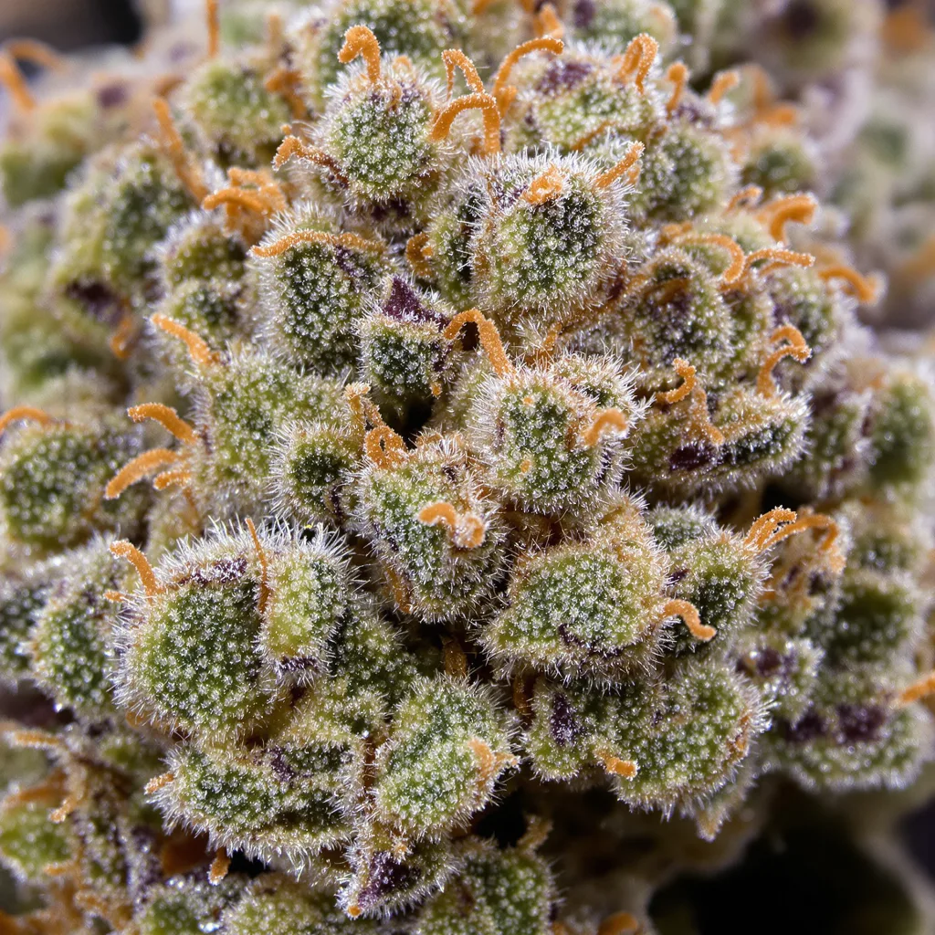 Primer plano de cogollo de cannabis Misty Kush mostrando estructura equilibrada con tricomas escarchados