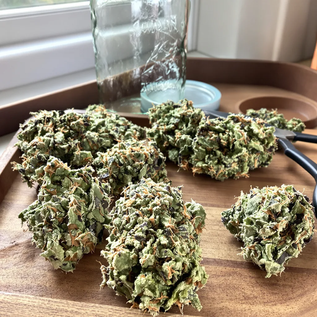 MK Ultra 50% indica / 50% sativa — flor con tricomas visibles