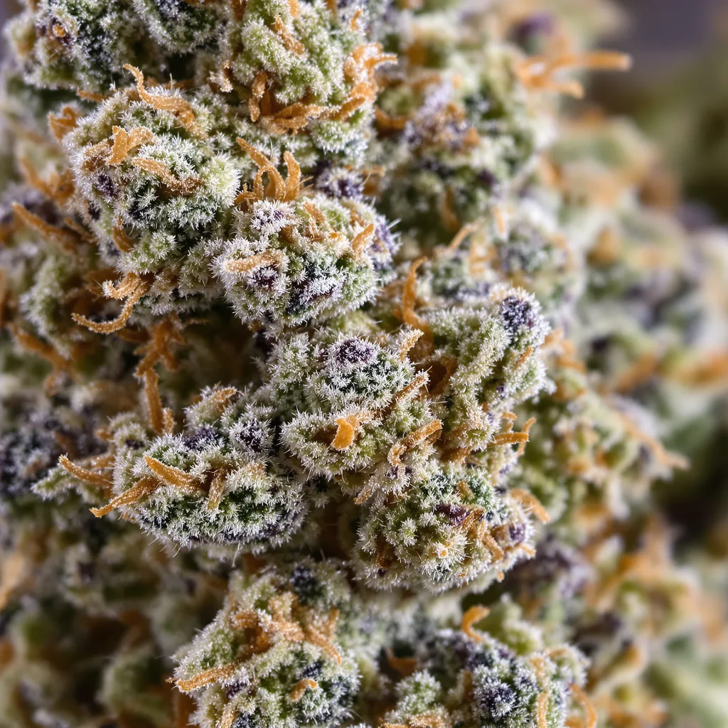 Primer plano de cogollo de cannabis MK Ultra mostrando estructura equilibrada con tricomas escarchados