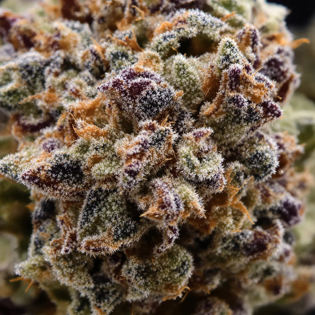 Primer plano de cogollo de cannabis Molokai Frost mostrando cálices densos con tonos morados