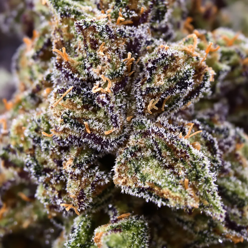 Primer plano de cogollo de cannabis Money Maker mostrando cálices densos con tonos morados