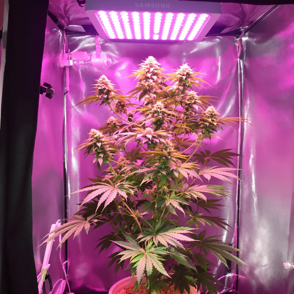 Planta de cannabis Montana Silvertip en fase de floración — 150-200 cm feminizada