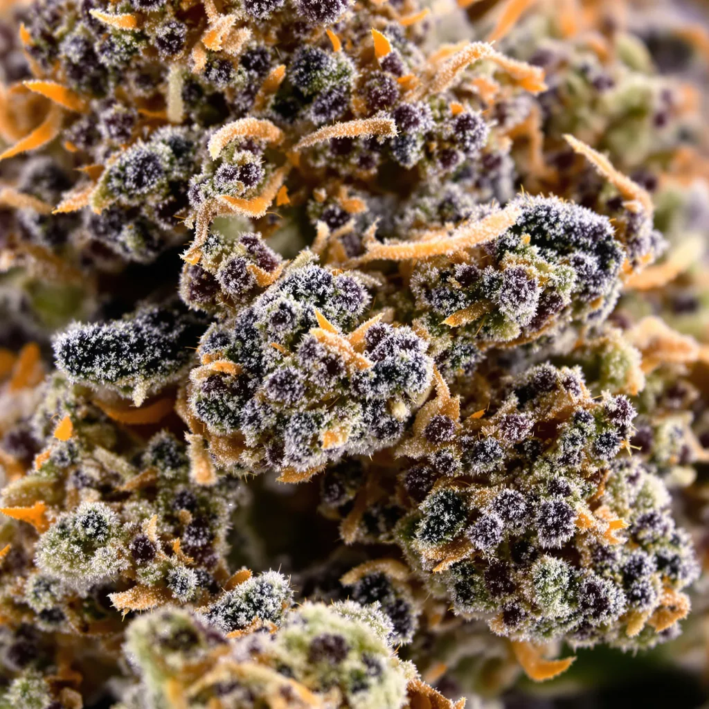 Primer plano de cogollo de cannabis Mother of Berries mostrando cálices densos con tonos morados