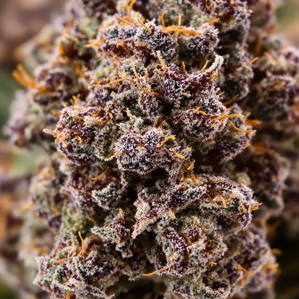 Primer plano de cogollo de cannabis Mr. Nice mostrando cálices densos con tonos morados