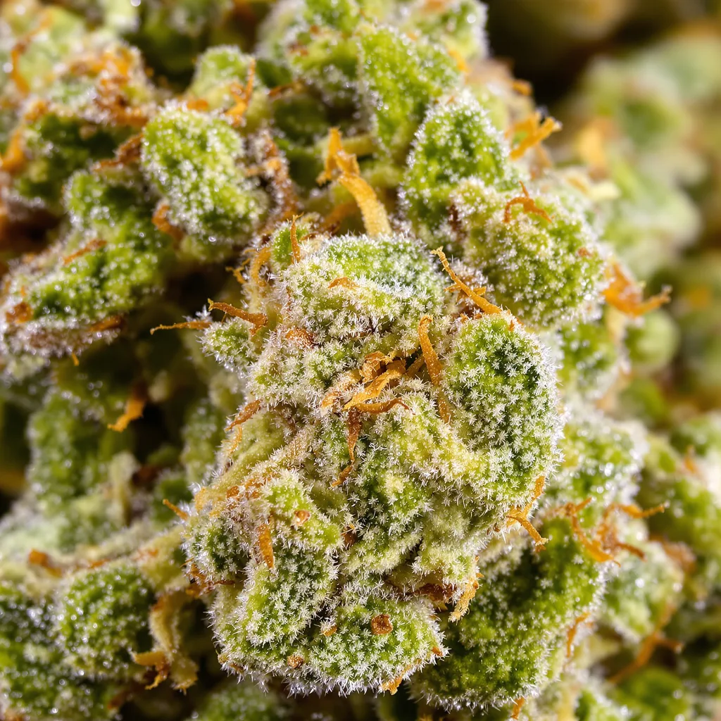 Primer plano de cogollo de cannabis Neptune Kush mostrando estructura aireada verde lima