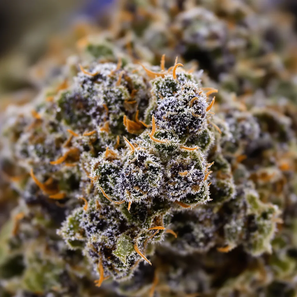 Primer plano de cogollo de cannabis Neptune OG mostrando cálices densos con tonos morados