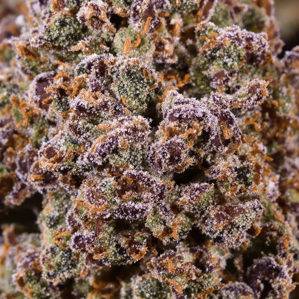 Primer plano de cogollo de cannabis Nicole Kush mostrando cálices densos con tonos morados