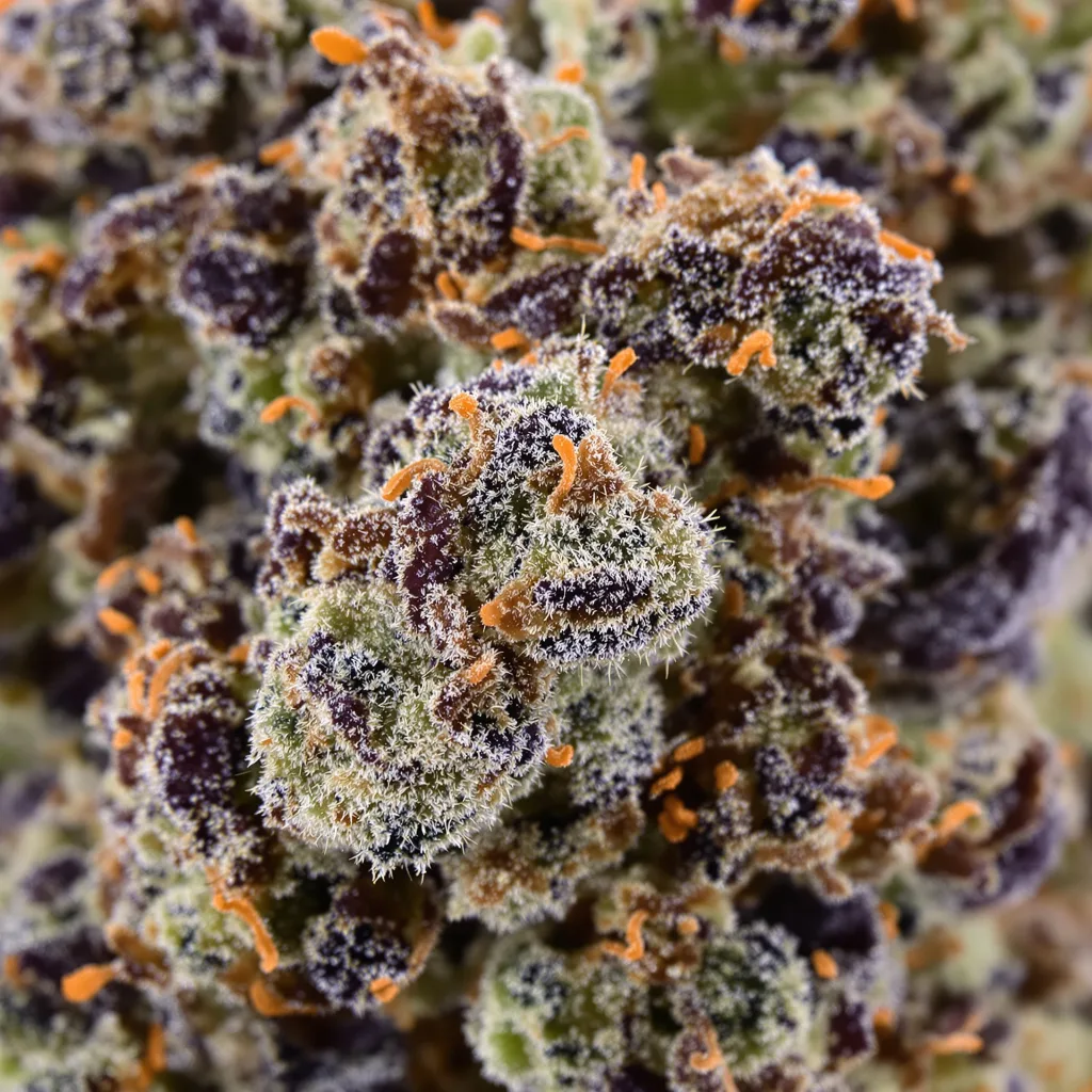 Primer plano de cogollo de cannabis Nightcap mostrando cálices densos con tonos morados