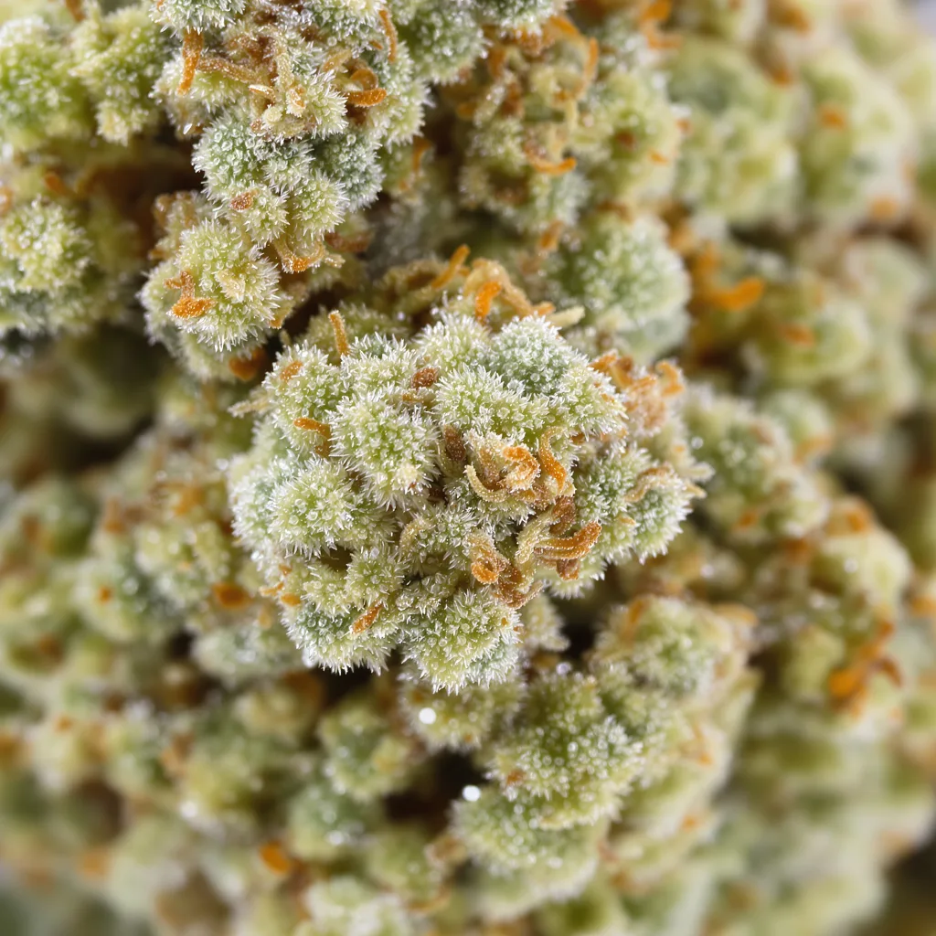 Primer plano de cogollo de cannabis Nordle CBD mostrando flor clara con baja resina
