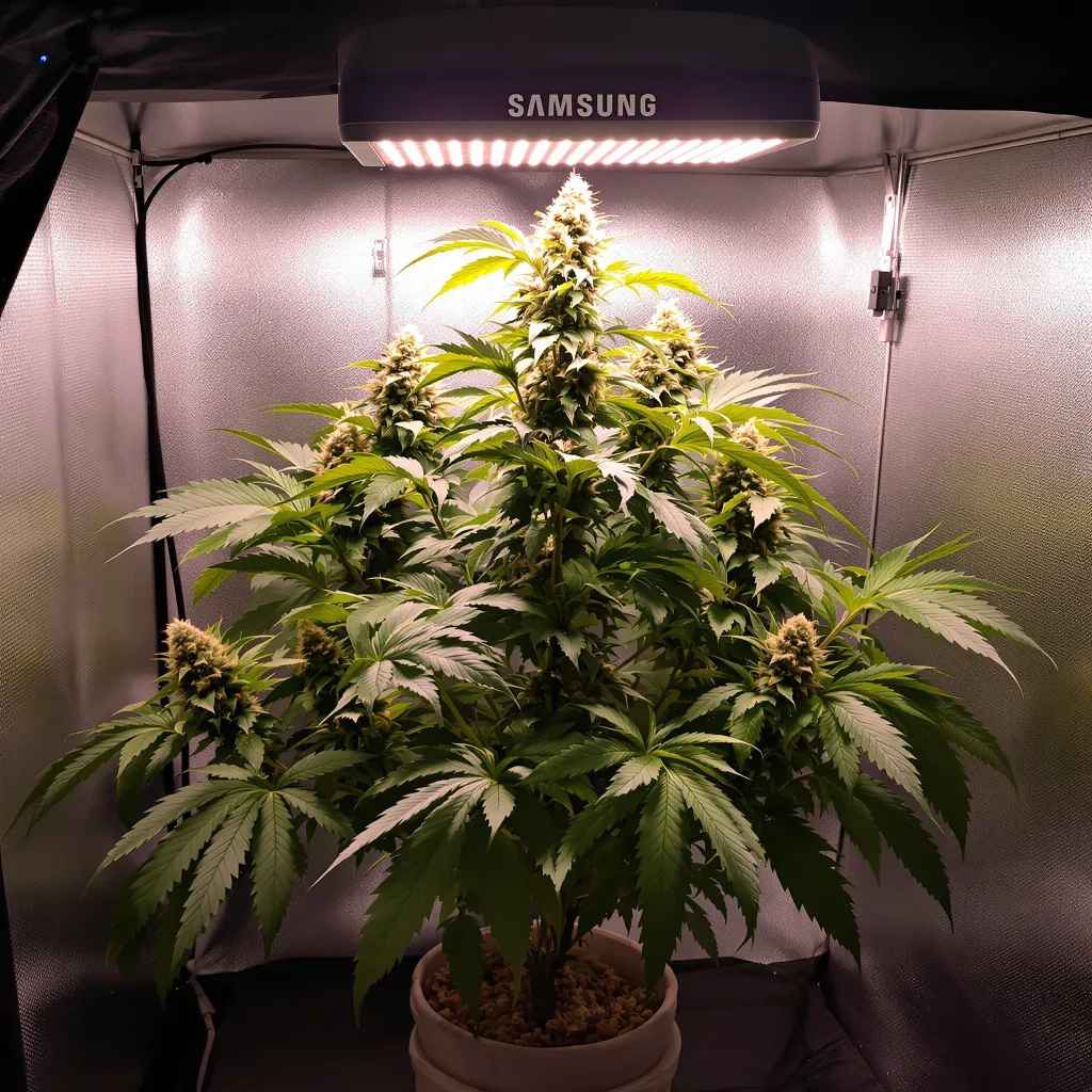 Planta de cannabis North American en fase de floración — 90-130 cm feminizada