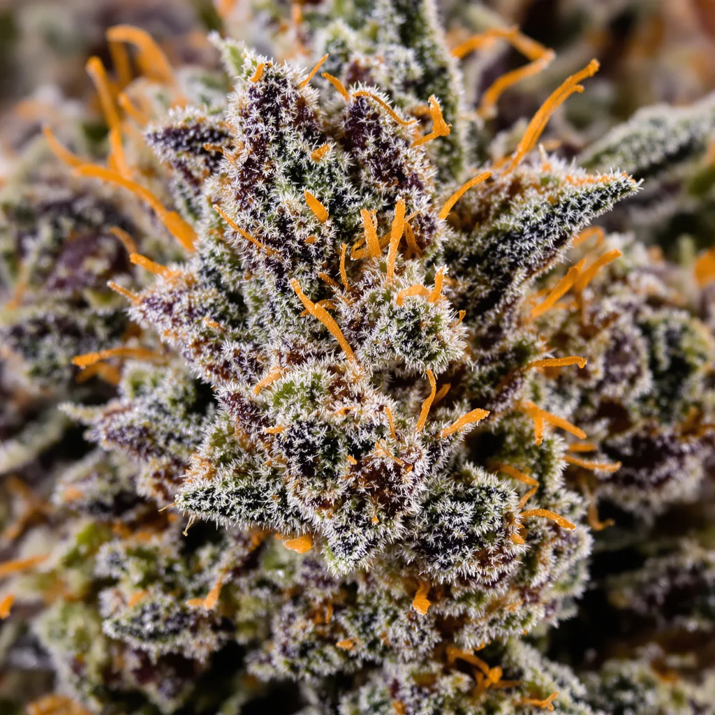 Primer plano de cogollo de cannabis Northern Lights mostrando cálices densos con tonos morados