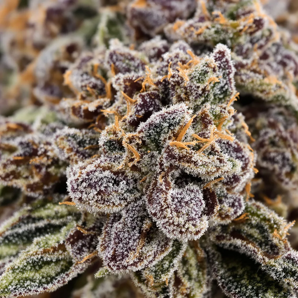 Primer plano de cogollo de cannabis Northern Wreck mostrando cálices densos con tonos morados