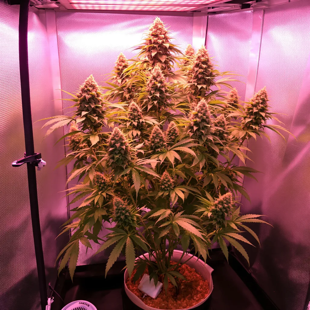 Planta de cannabis Nuclear Cookies en fase de floración — 120-180 cm feminizada