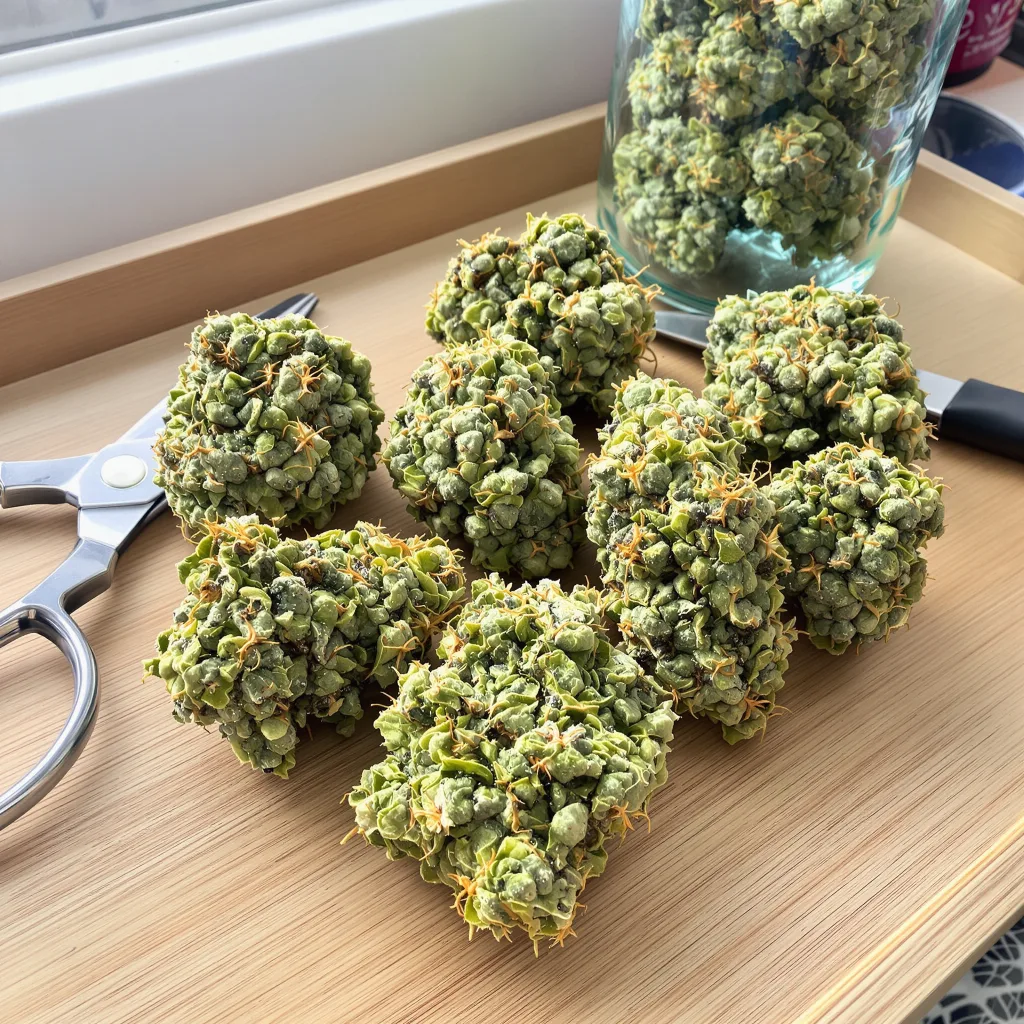 NYC Sour Diesel 11% indica / 89% sativa — flor con tricomas visibles