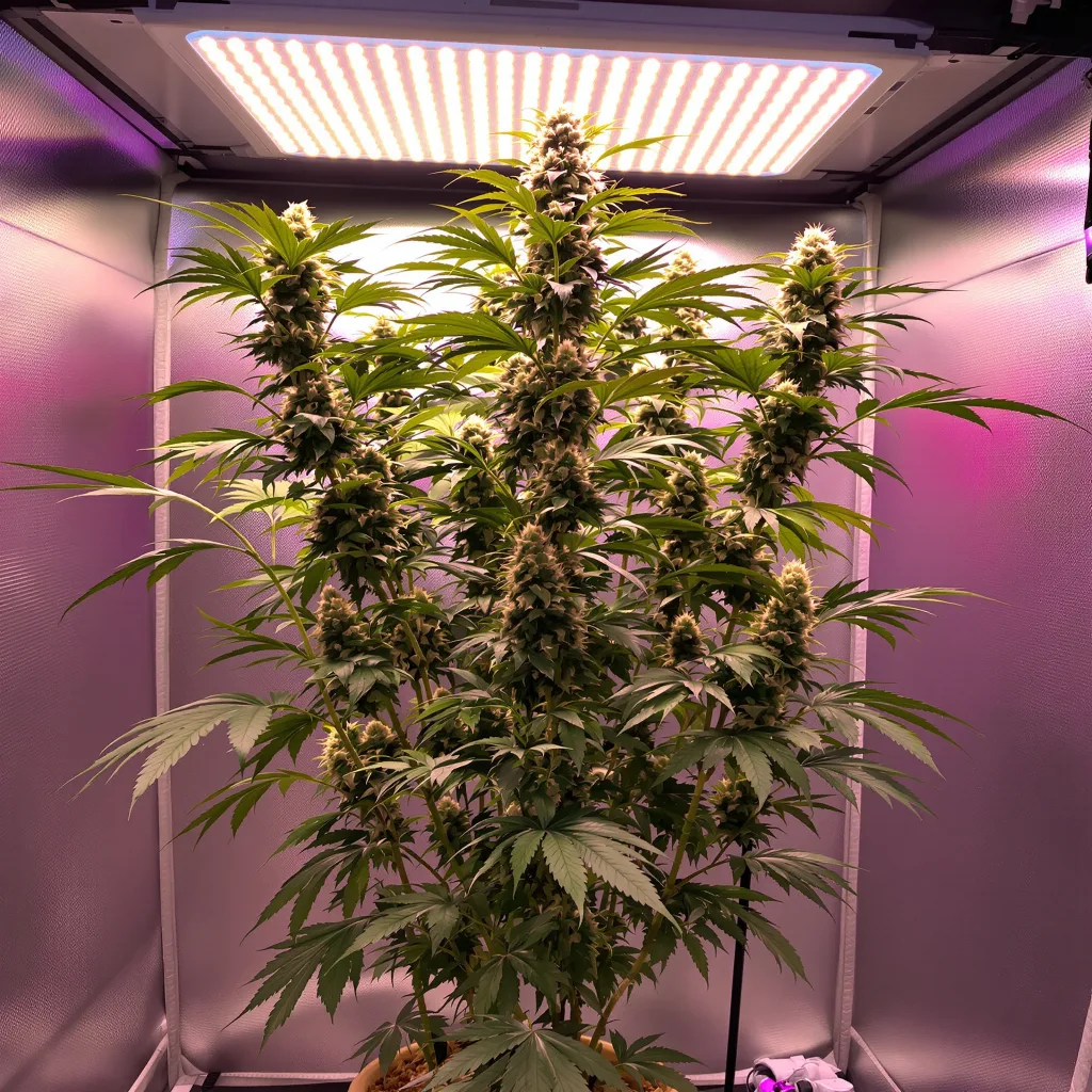 Planta de cannabis OG Chem en fase de floración — 150-200 cm feminizada