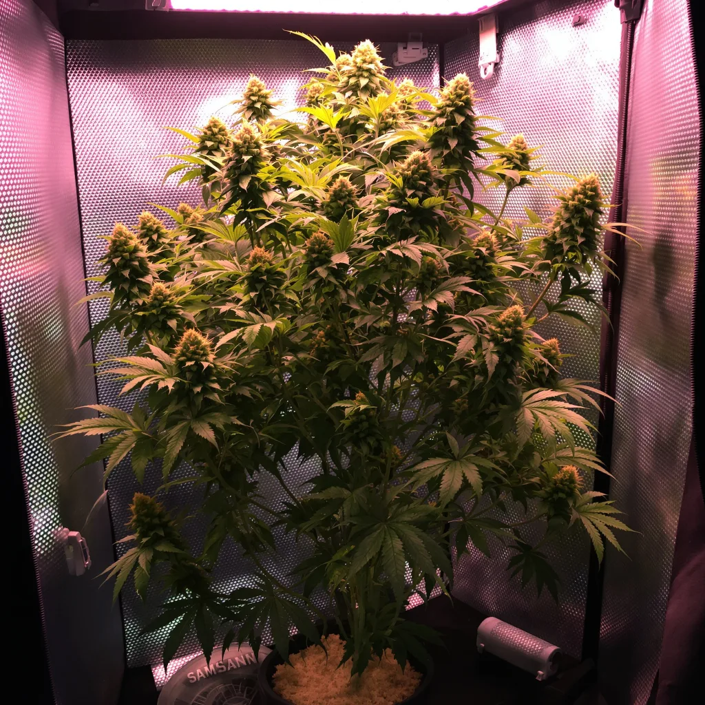 Planta de cannabis OG Diesel Kush en fase de floración — 120-180 cm feminizada