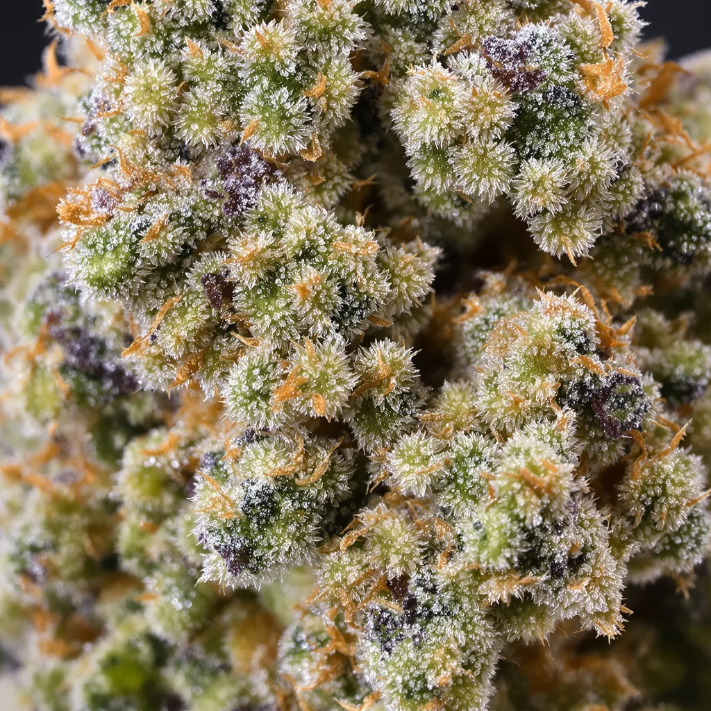 Primer plano de cogollo de cannabis OG Kush mostrando estructura equilibrada con tricomas escarchados