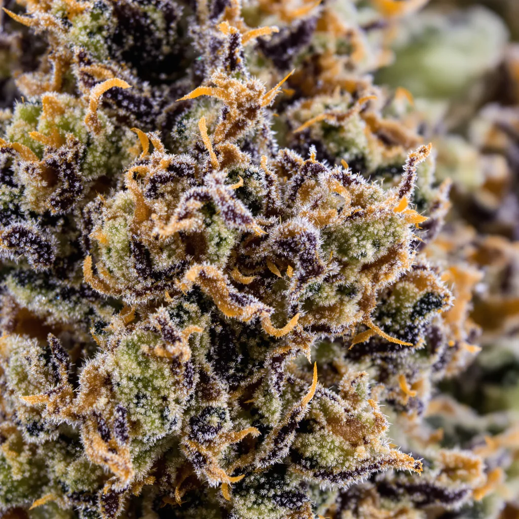 Primer plano de cogollo de cannabis OG’s Pearl mostrando cálices densos con tonos morados