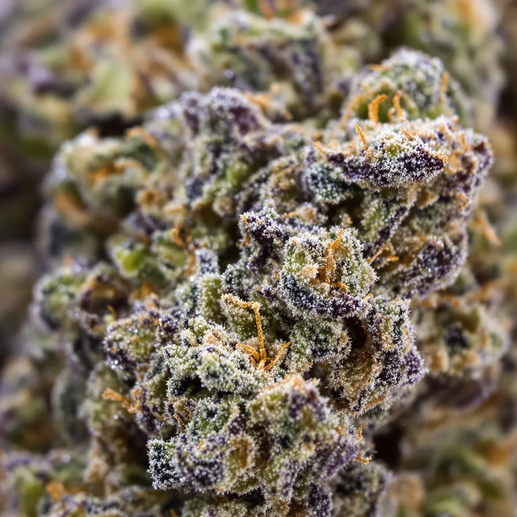 Primer plano de cogollo de cannabis Opal OG Kush mostrando cálices densos con tonos morados