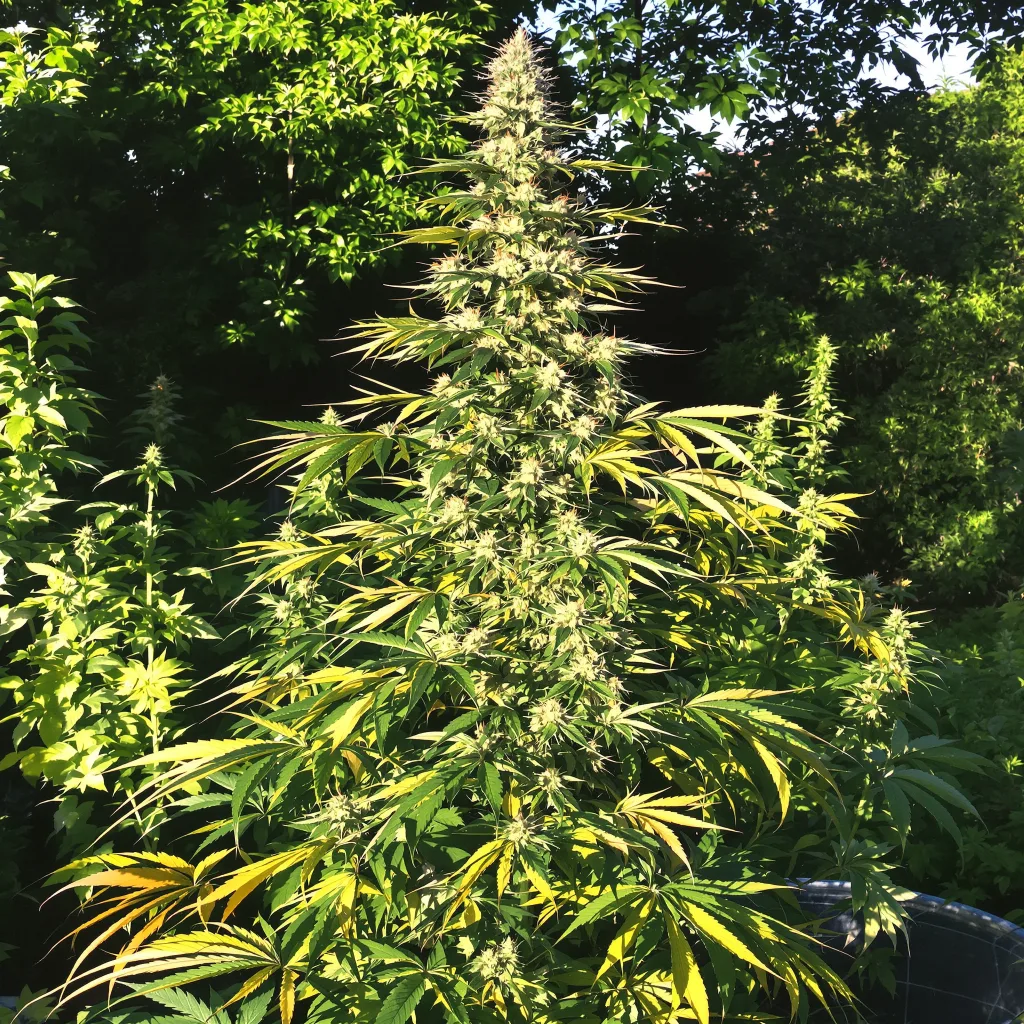 Orange Crush 20% indica / 80% sativa — flor con tricomas visibles