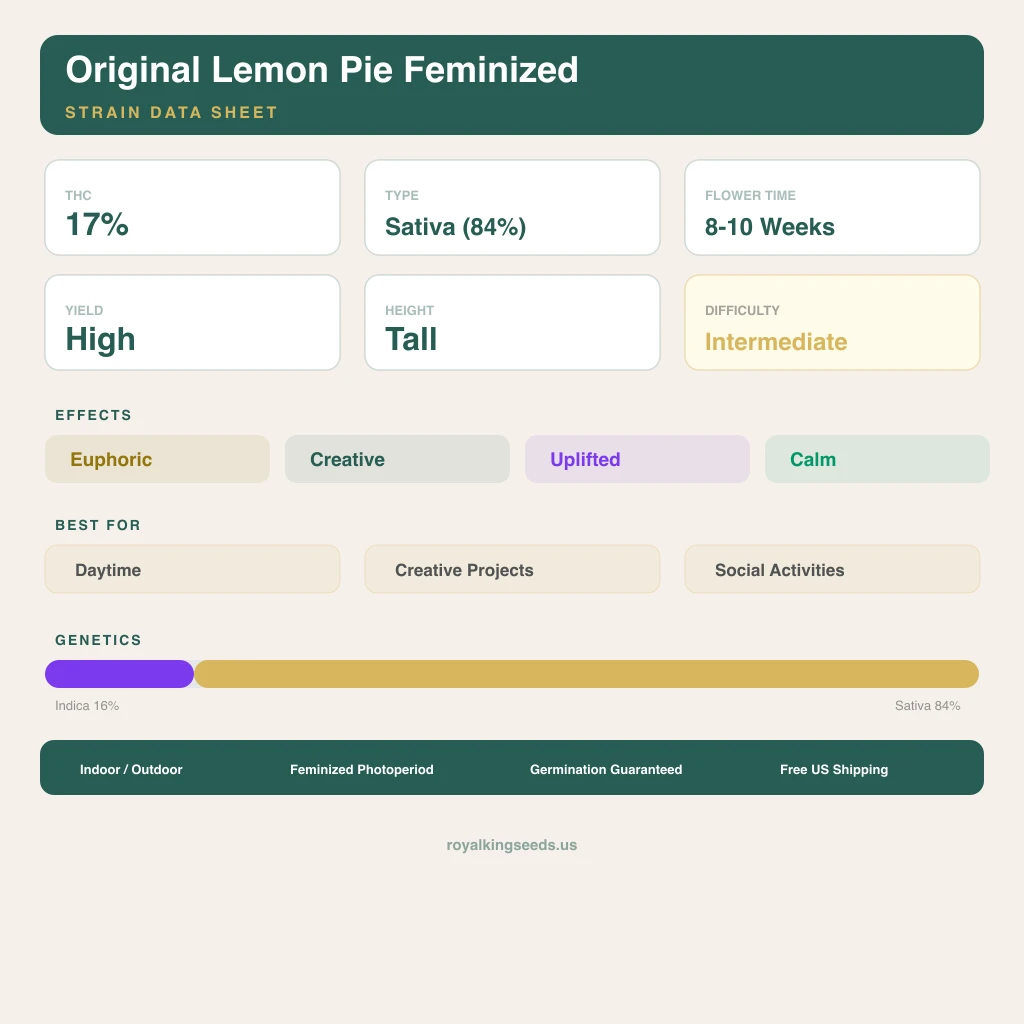 Original Lemon Pie 16% indica / 84% sativa — flor con tricomas visibles