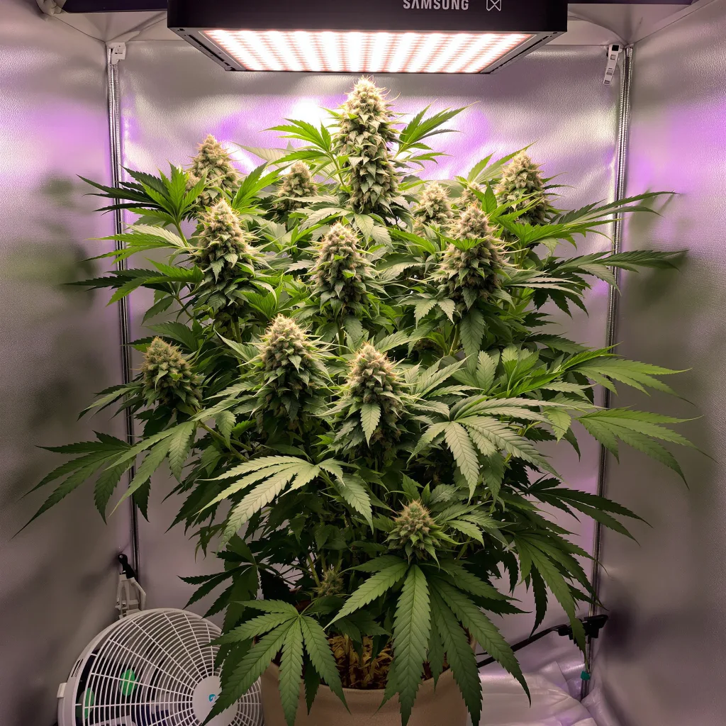 Planta de cannabis Ortega en fase de floración — 60-100 cm autofloración
