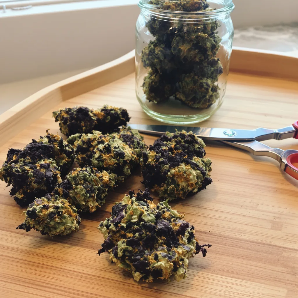 Ortega 75% indica / 25% sativa — flor con tricomas visibles