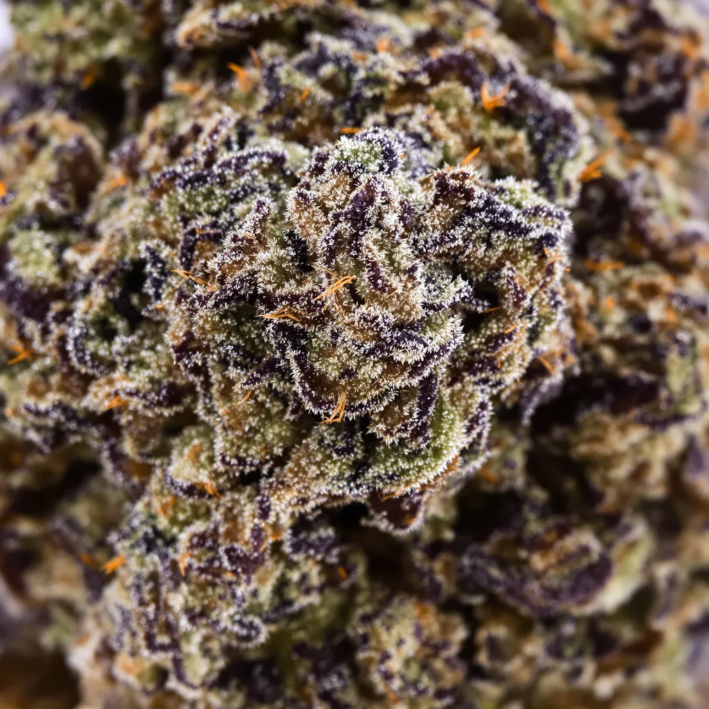 Primer plano de cogollo de cannabis Pakistan Valley Kush mostrando cálices densos con tonos morados