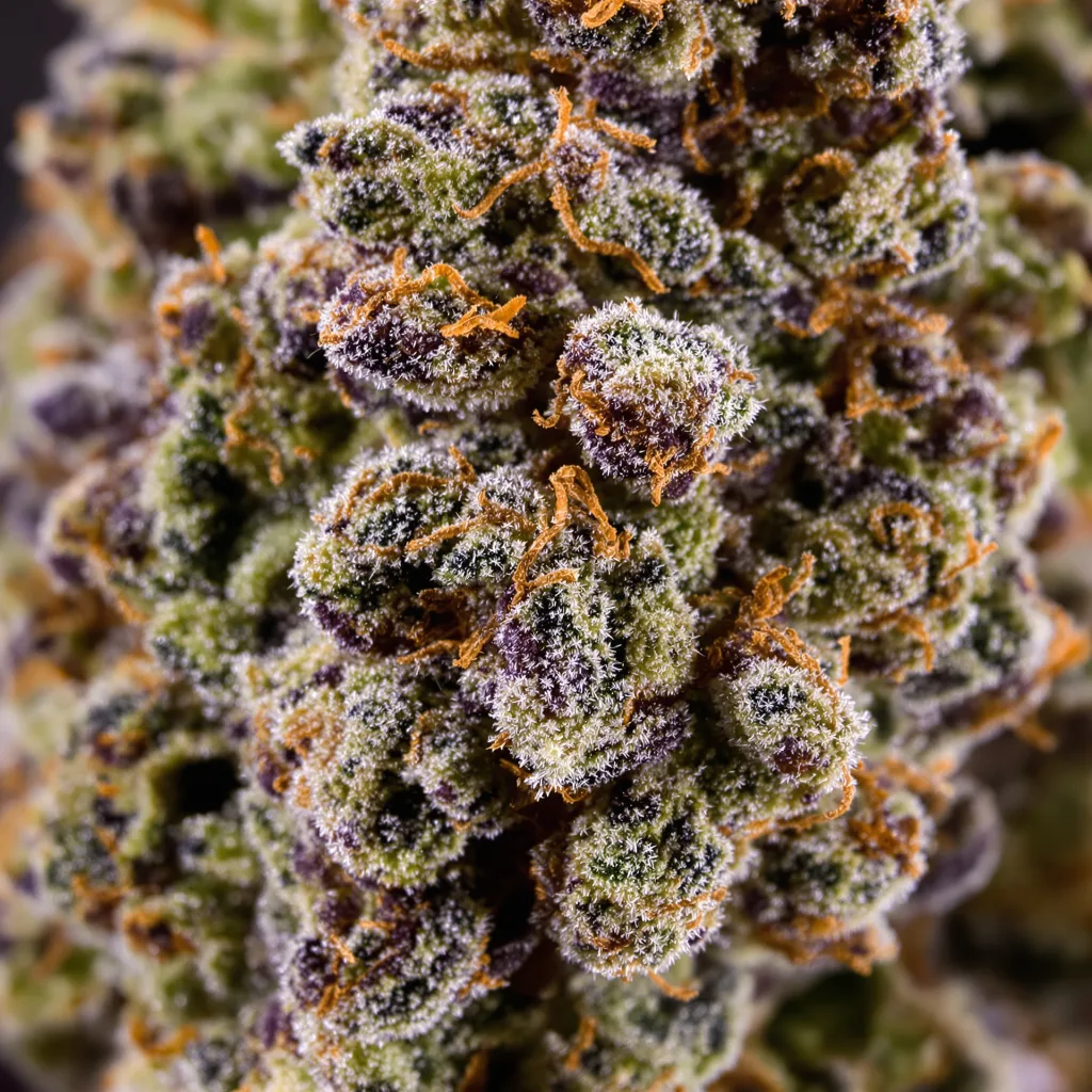 Primer plano de cogollo de cannabis Pakistan Valley Kush mostrando cálices densos con tonos morados