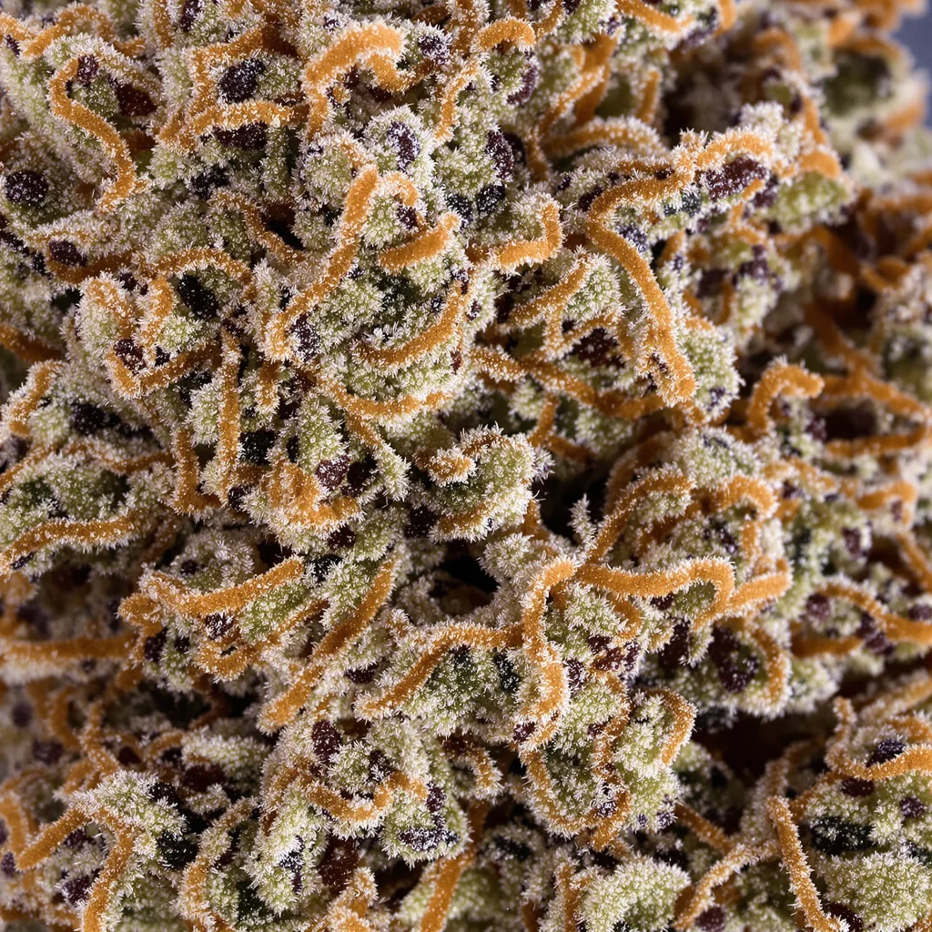 Primer plano de cogollo de cannabis Pakistani Chitral Kush mostrando cálices densos con tonos morados