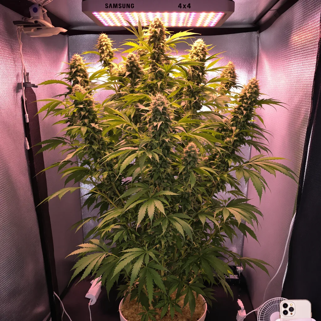 Planta de cannabis Panama en fase de floración — 150-200 cm feminizada