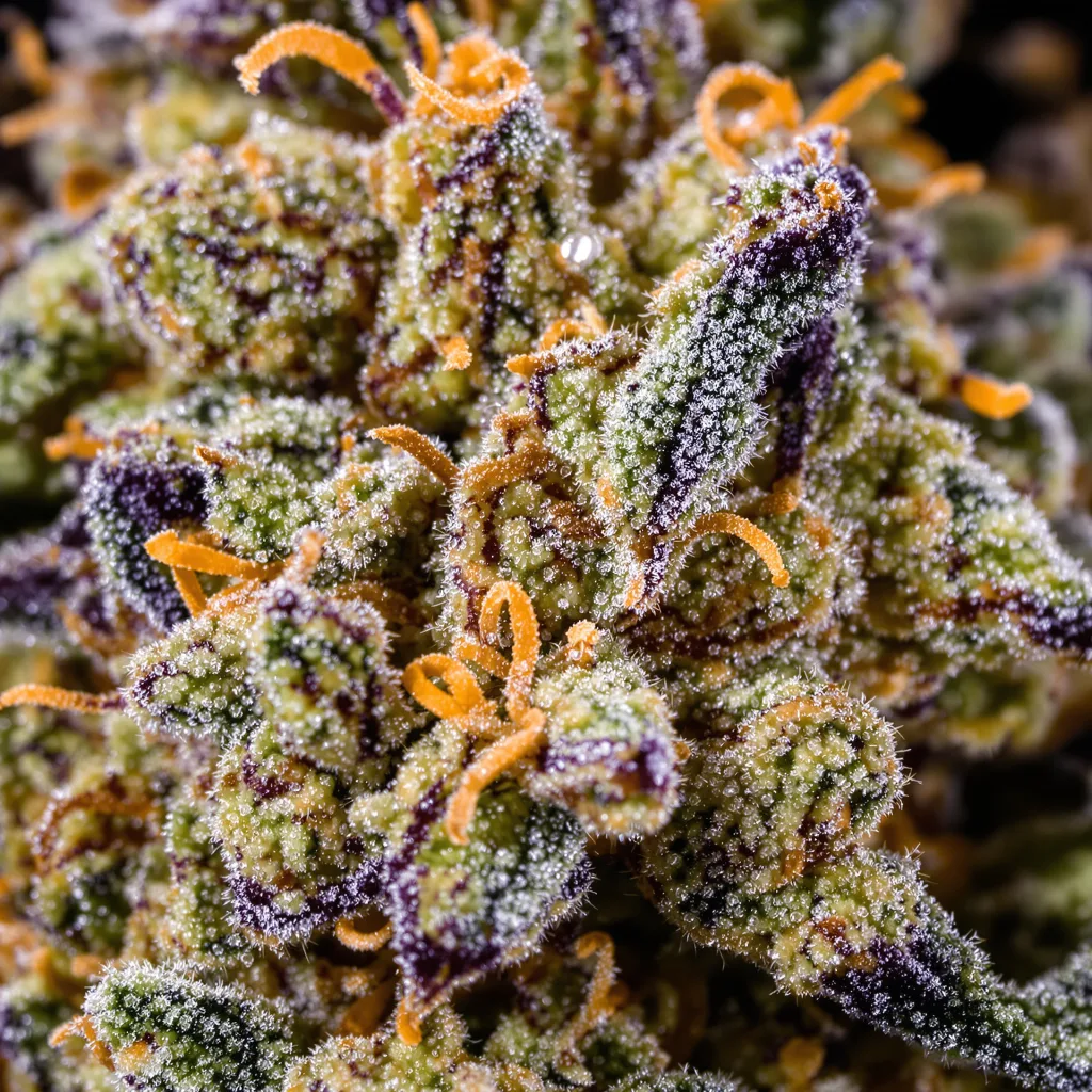 Primer plano de cogollo de cannabis Pandora’s Box mostrando cogollos densos verde bosque