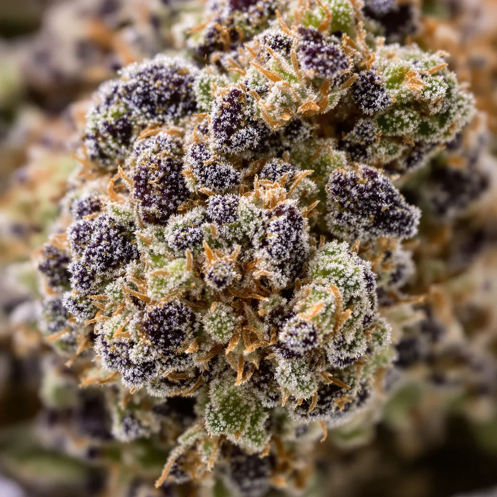 Primer plano de cogollo de cannabis Petrolia Headstash mostrando cálices densos con tonos morados