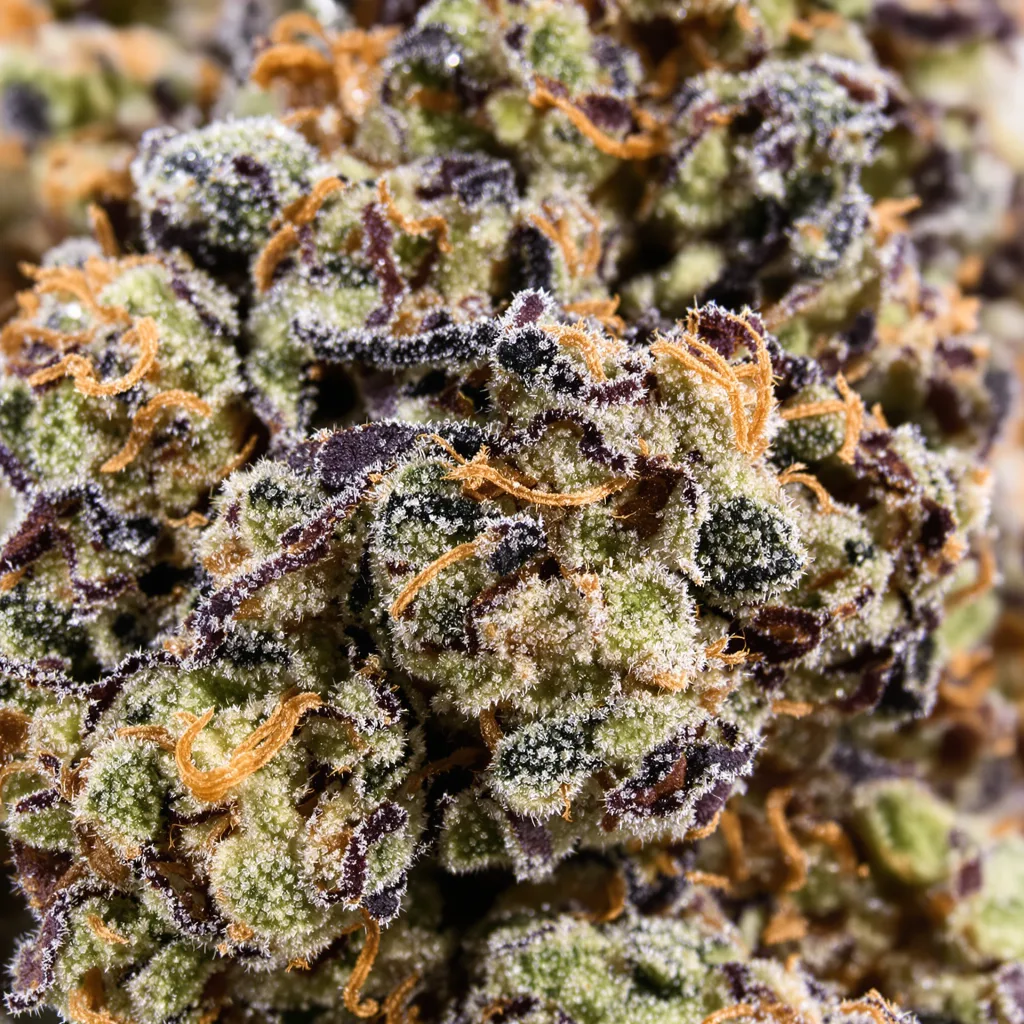 Primer plano de cogollo de cannabis Peyote Cookies mostrando cálices densos con tonos morados