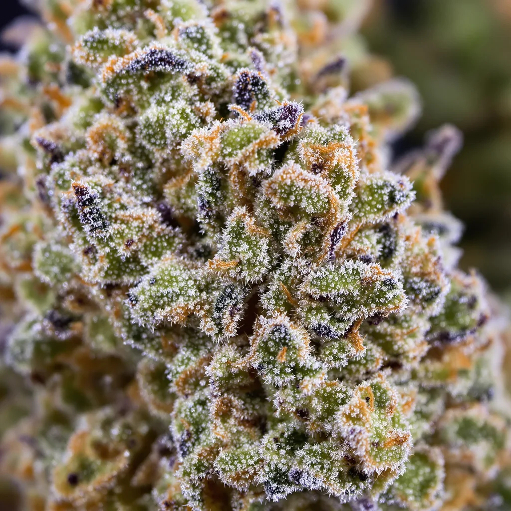 Primer plano de cogollo de cannabis Phantom Cookies mostrando estructura abierta con pistilos naranjas