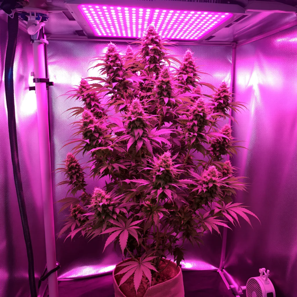 Planta de cannabis Phantom Cookies en fase de floración — 120-180 cm feminizada