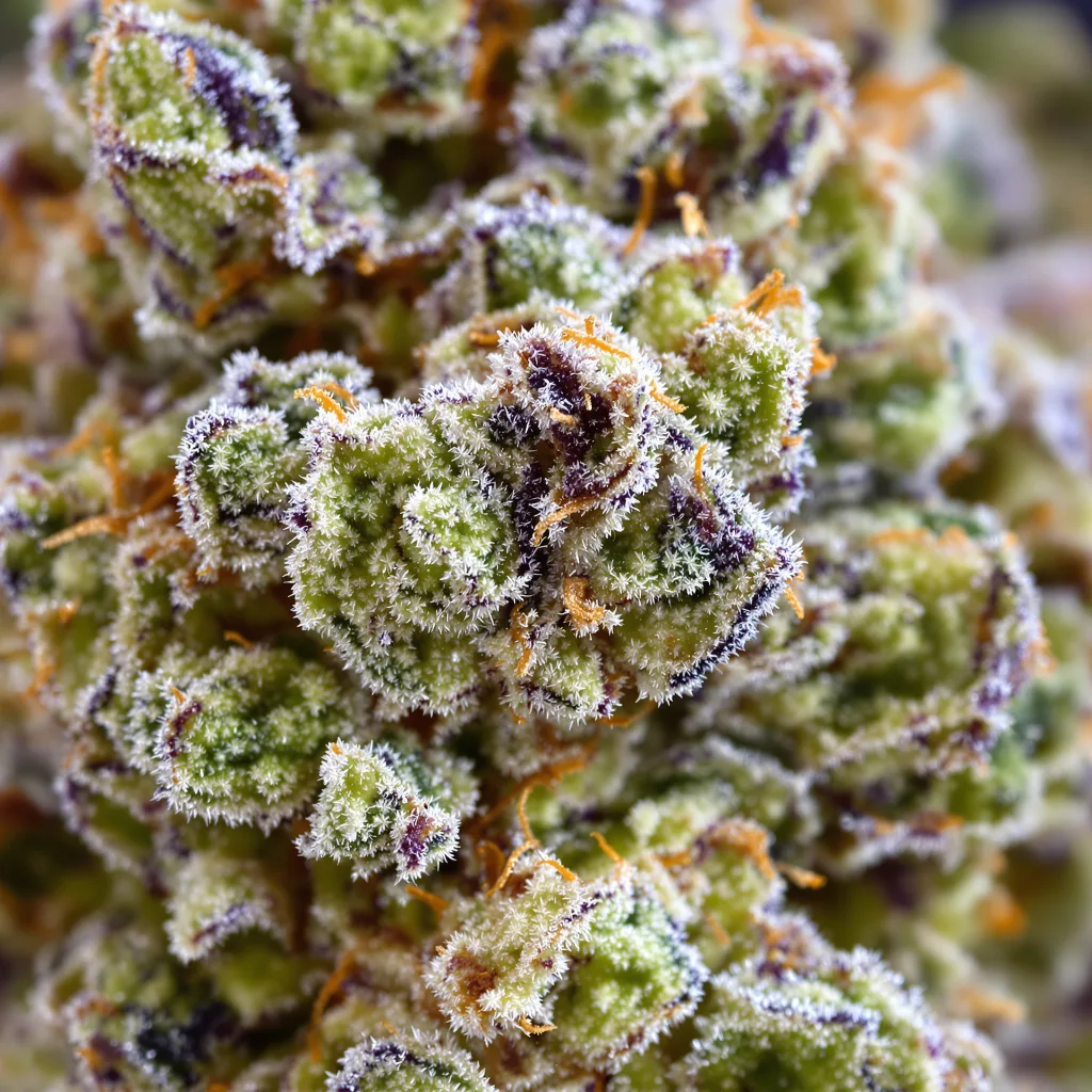 Primer plano de cogollo de cannabis Pie Scream mostrando estructura equilibrada con tricomas escarchados